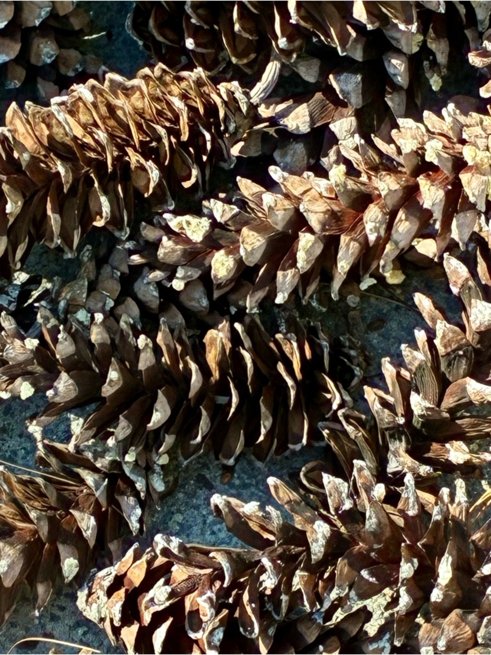 Basket of Natural Brown Pine Cones